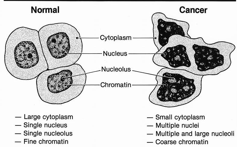 cell biology